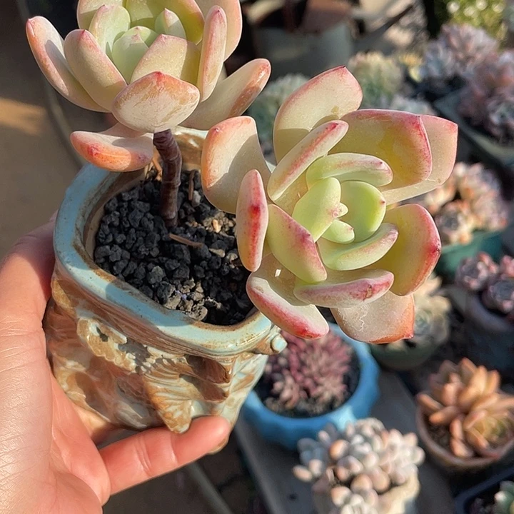 白月光双头通透底色