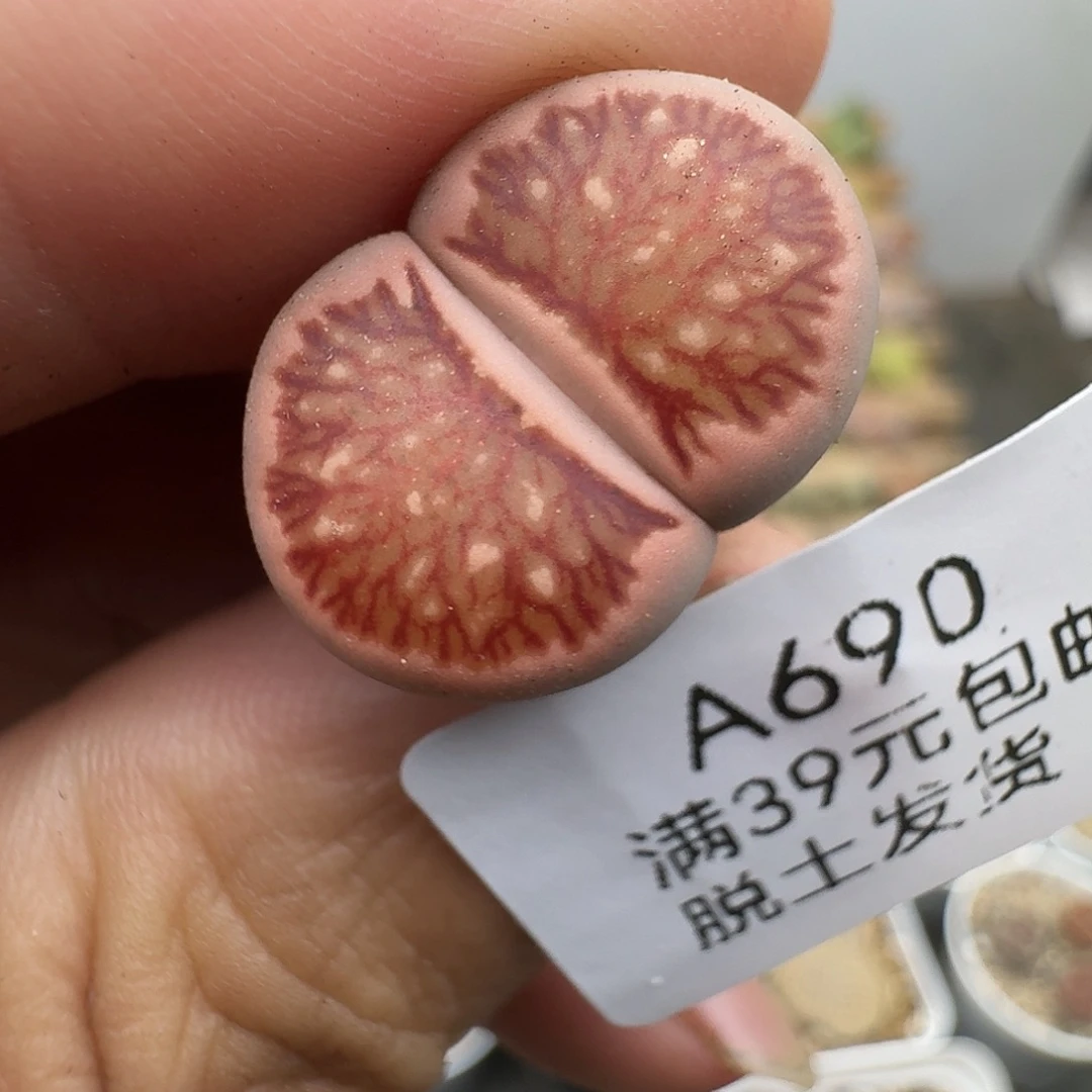 690多肉哈哈哈哈哈哈哈哈