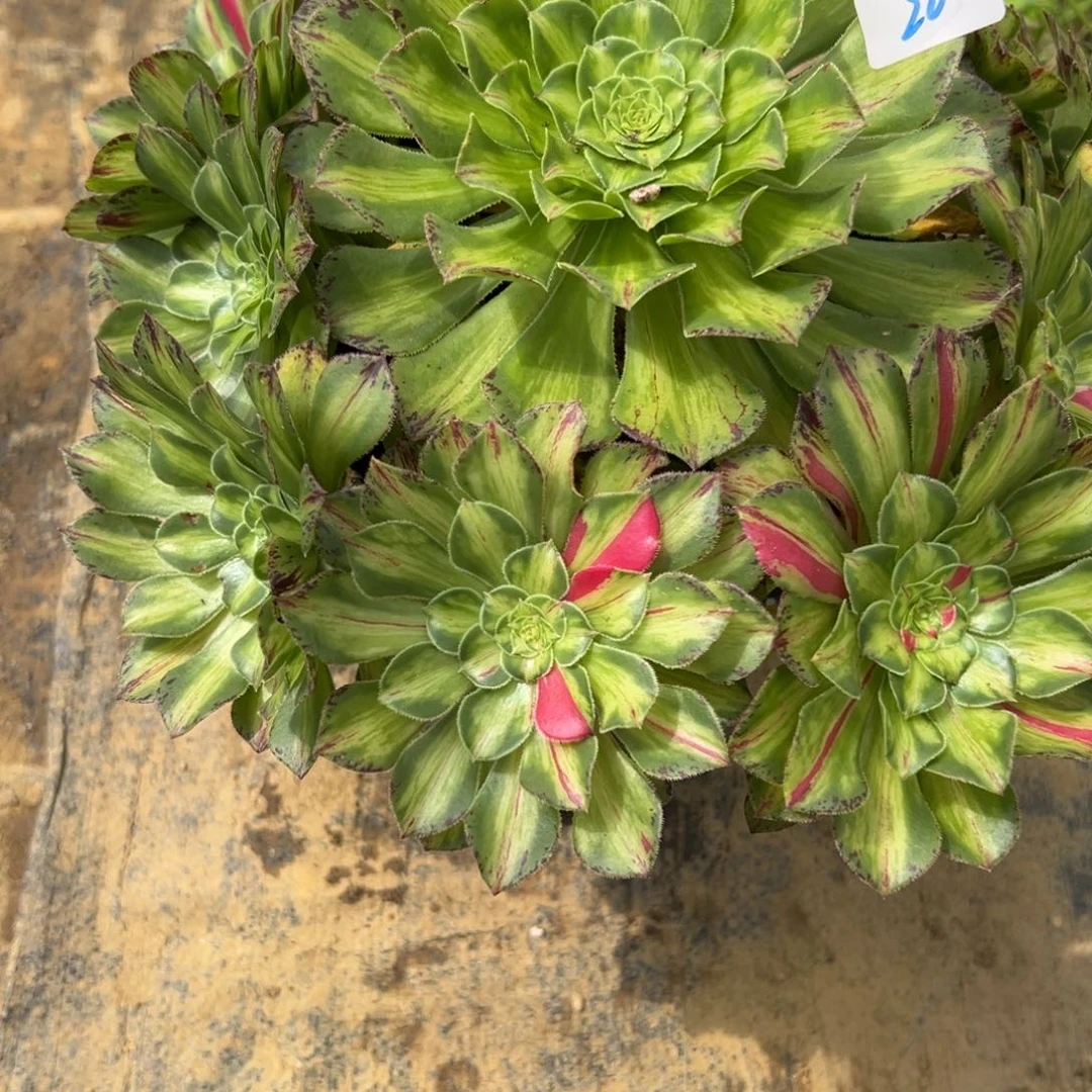 20知否多肉植物系植物