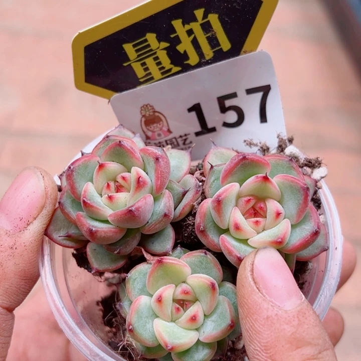 多肉植物多肉植物