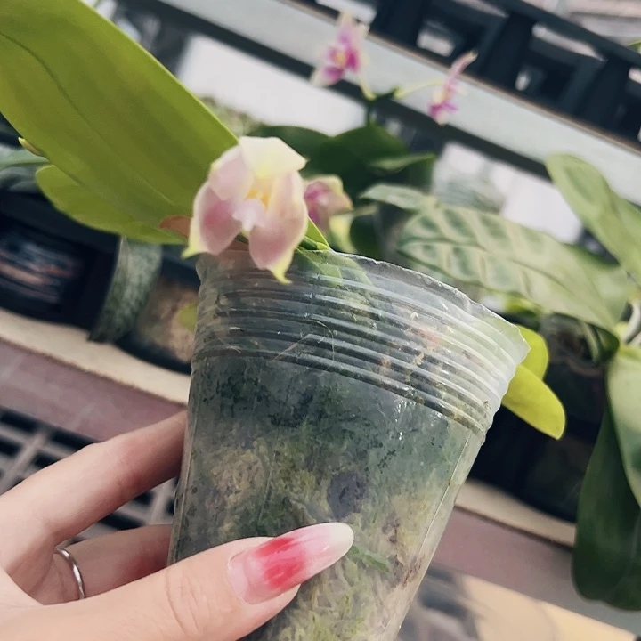 d***m不开花植物原生2.5