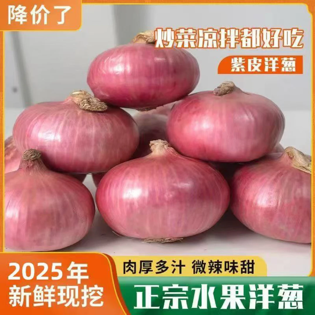 生吃脆甜扁平水果洋葱正宗二红粉色甜洋葱现挖现发紫皮圆葱头5斤