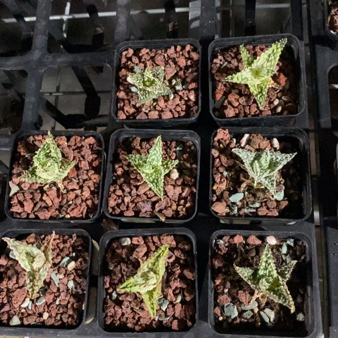 2965 一颗迷你芦荟 中秋点赞福利