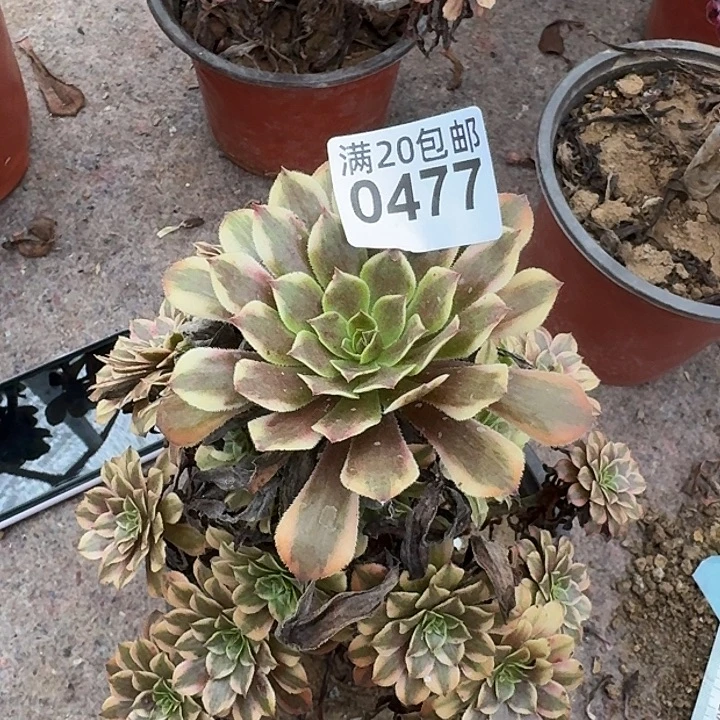 0477 铜雀台 多肉法师
