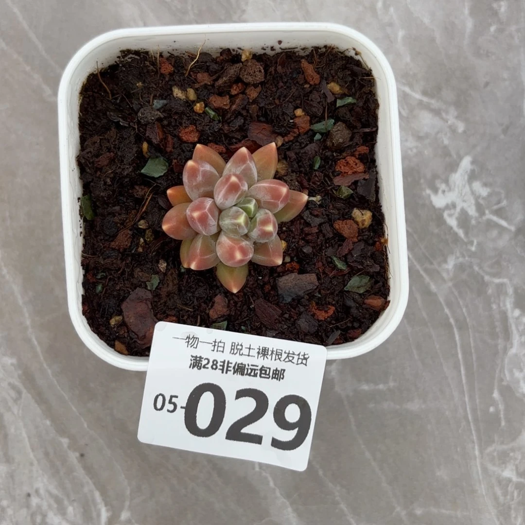 乌拉克拉单头多肉多肉