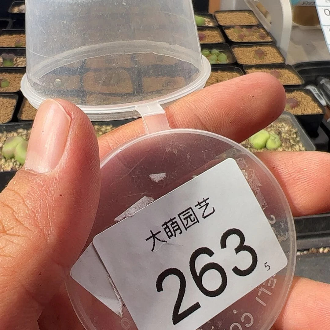 ****。000263 一物一拍……