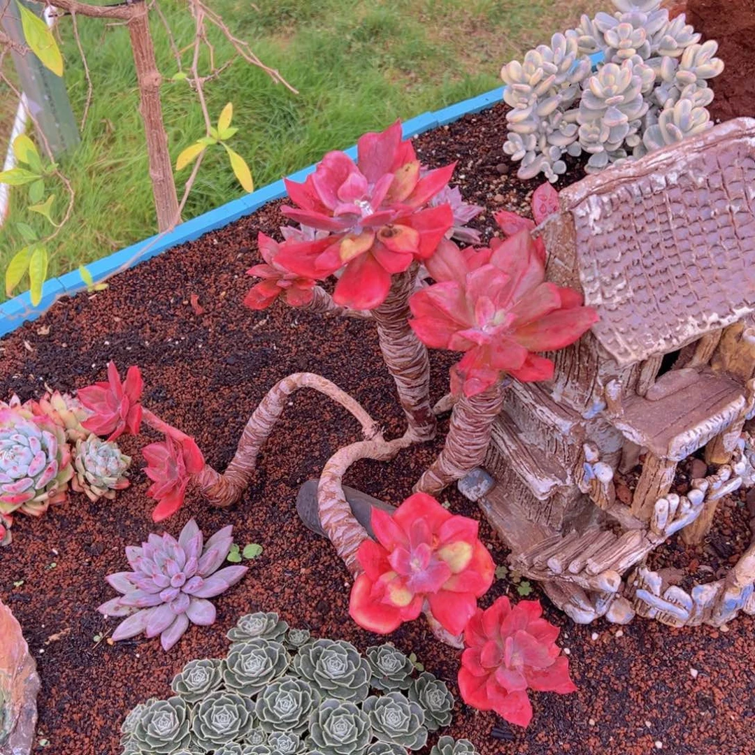 无花朵11111111111