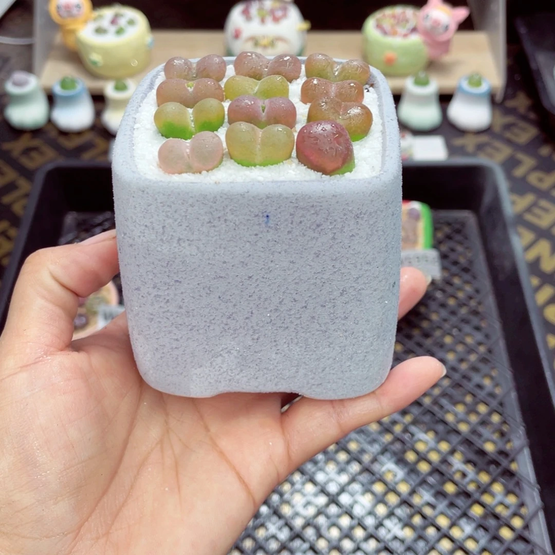 w5965 带盆土发货一物一拍