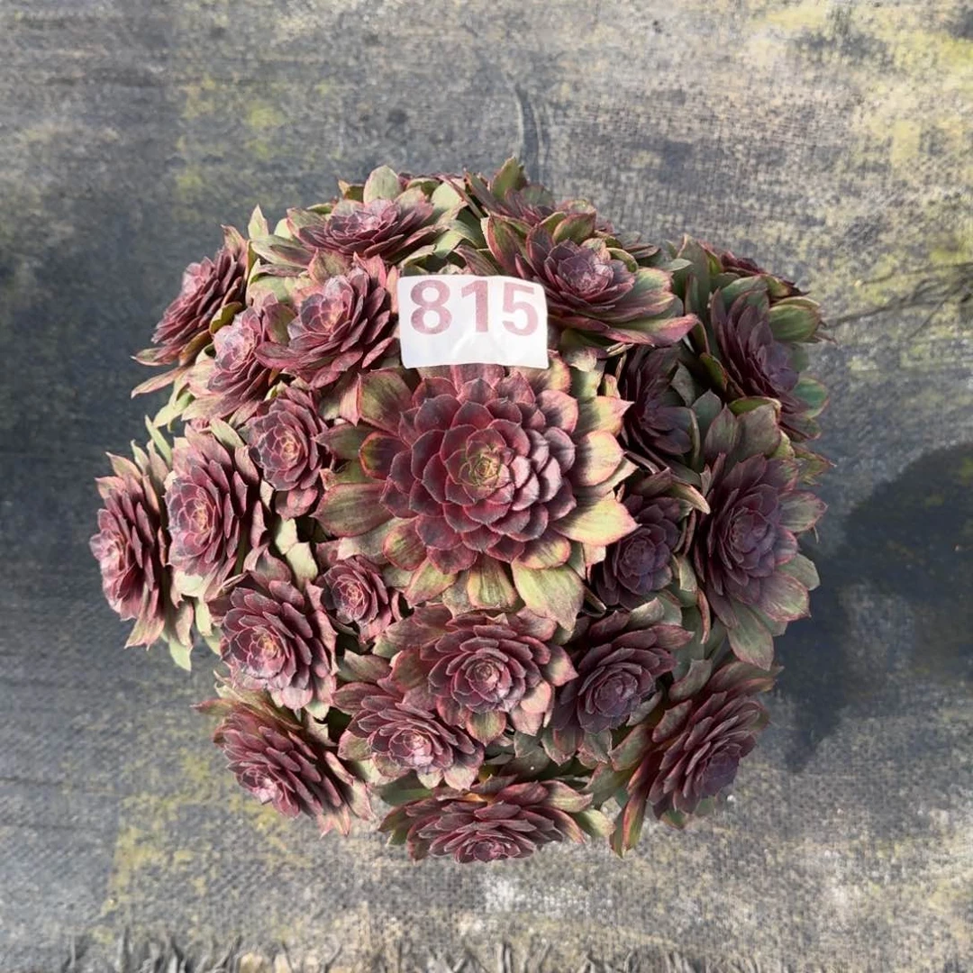 815！红拉丝法师多肉植物