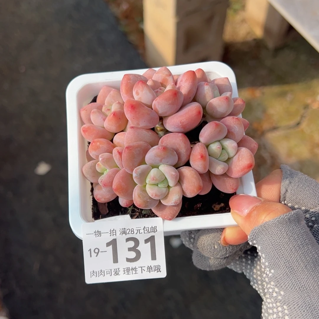 -****-红洛神多肉多肉多肉多肉