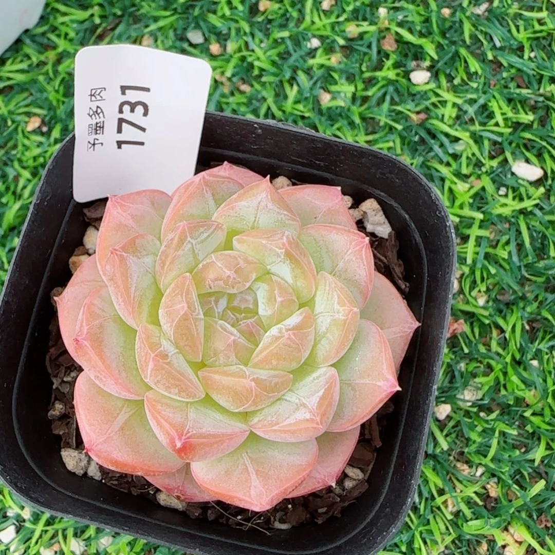 孤品，1731多肉植物