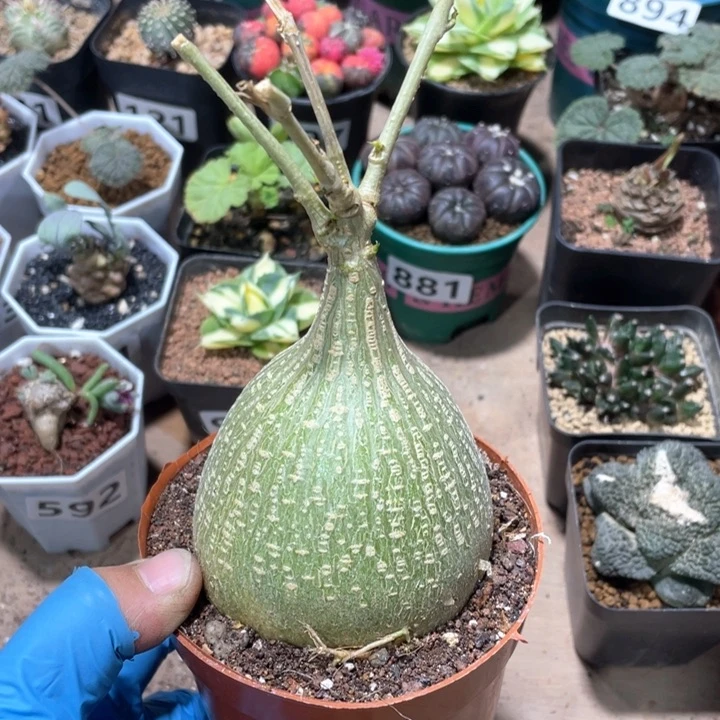 B****Y960大睡布袋块根植物