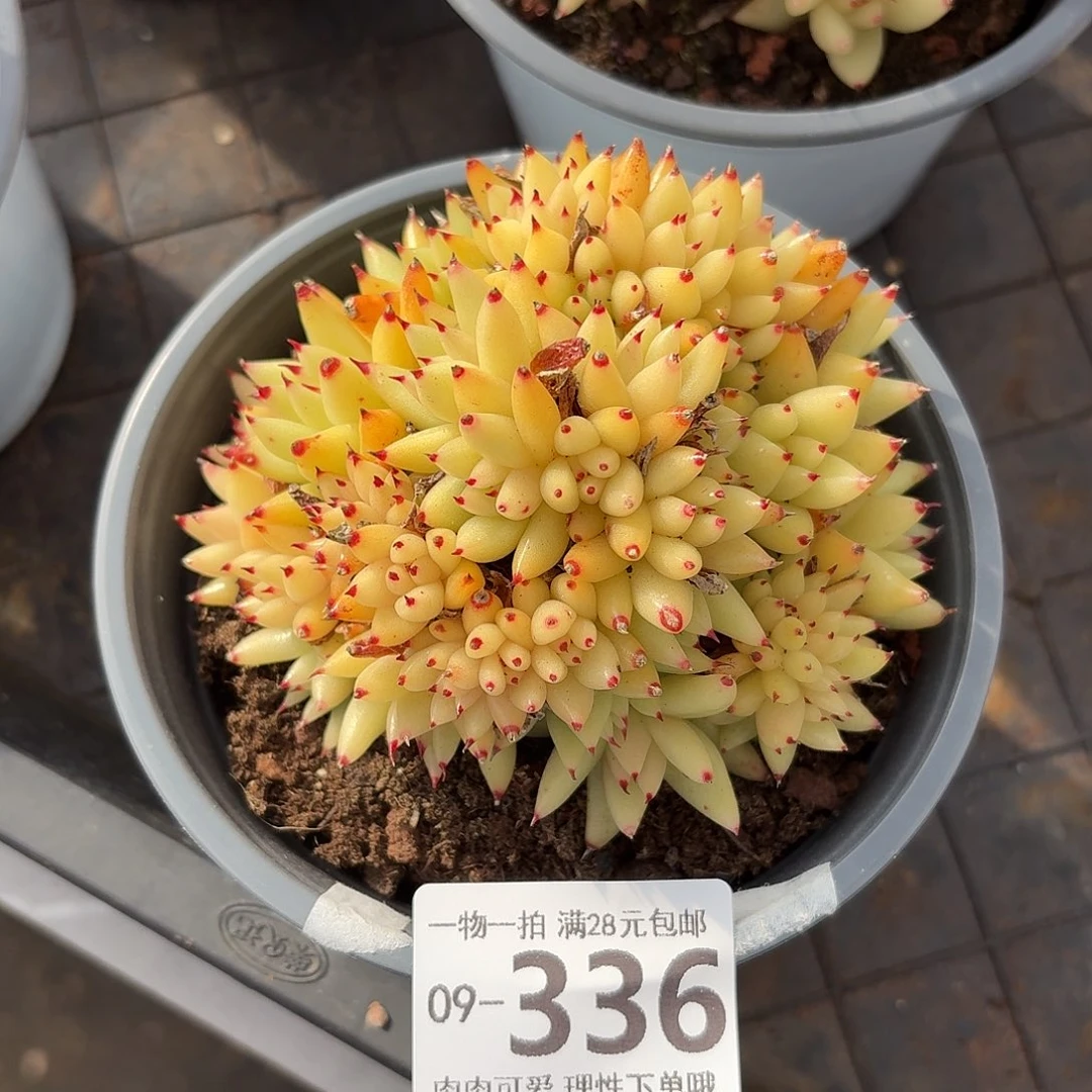 虎鲸缀化无盆土发货无