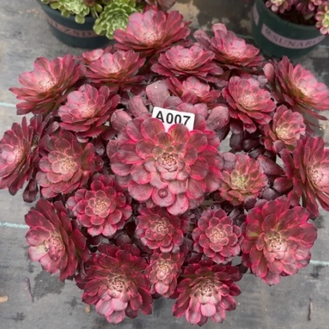 007血姬有断枝处理