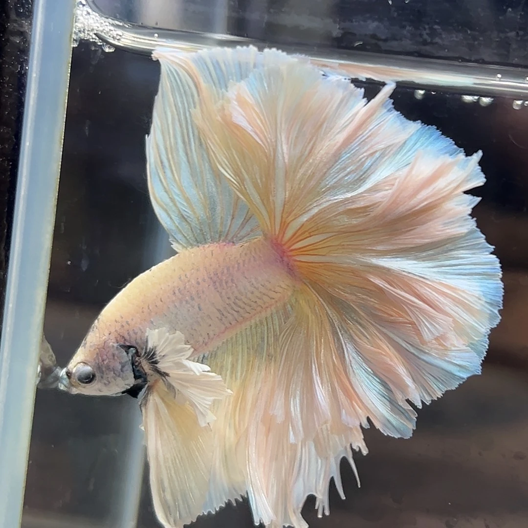 斗鱼11号破价清鱼：黄色大耳厚尾巴