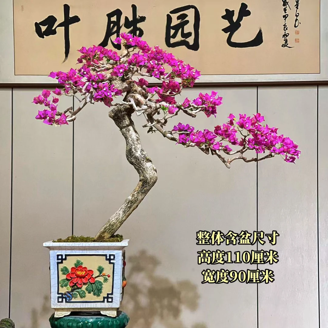 【叶胜园艺】精品小叶紫老桩三角梅盆景