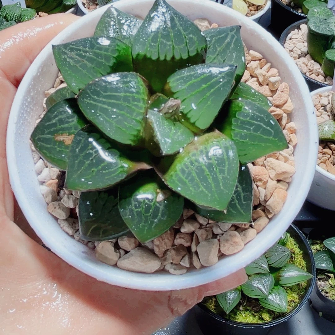 日月潭多肉植物6666