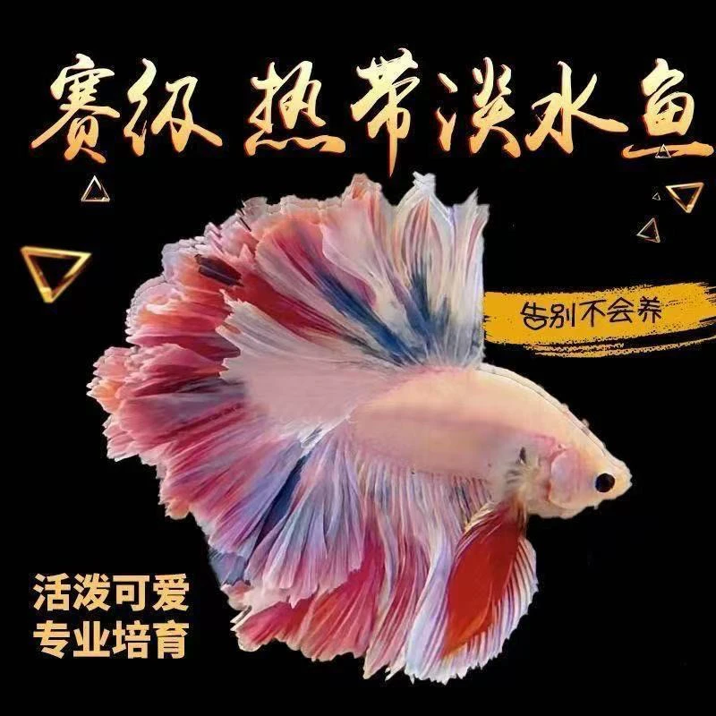 泰国斗鱼婚纱仙女耐活热带观赏鱼纯白小型网红宠物半月热带鱼好养