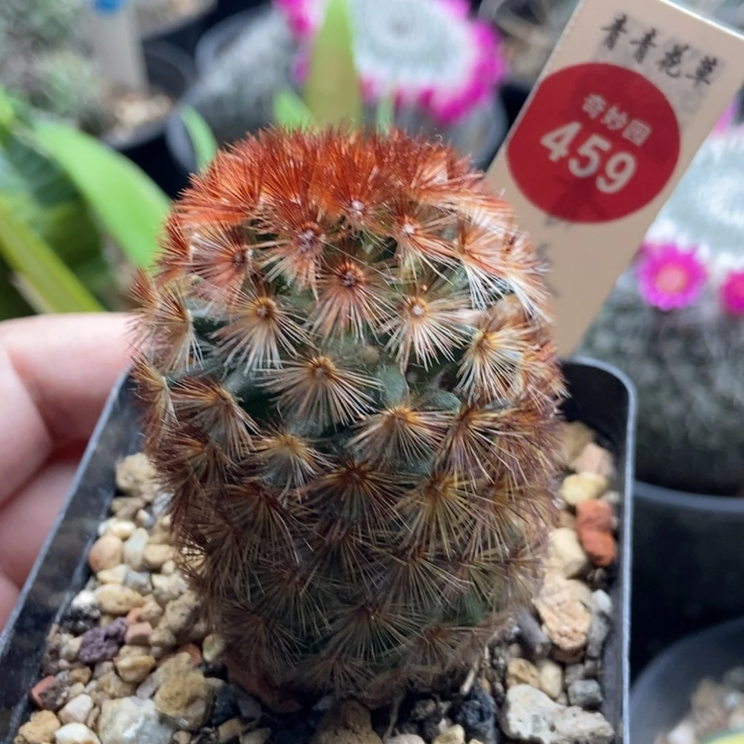 红刺佛头嘉文丸4cm