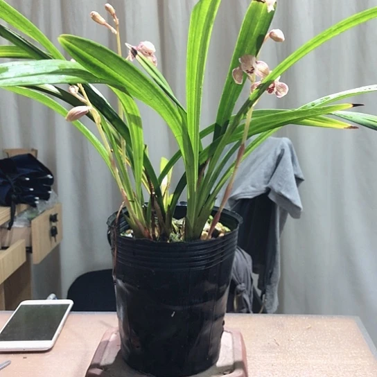 当前无花栽培后可以开花建兰东方红荷一盆5-6苗