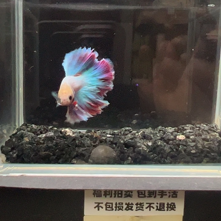 斗鱼竞拍跑单拉黑29日73