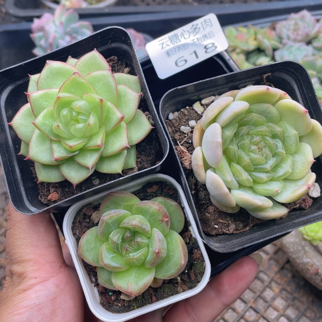 云糖心多肉植物618