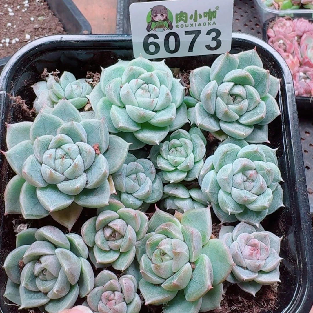 多肉植物多肉植物