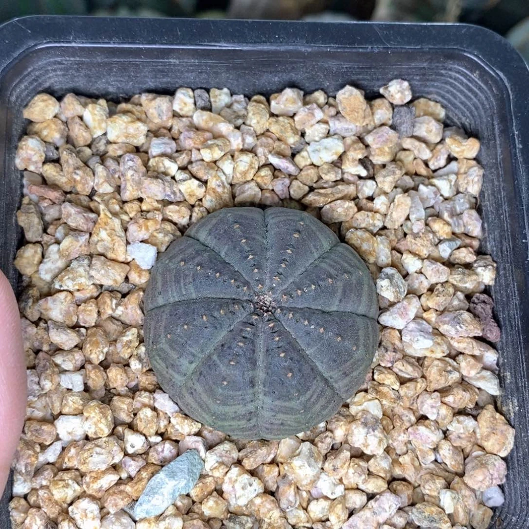 布纹球精品一物一拍