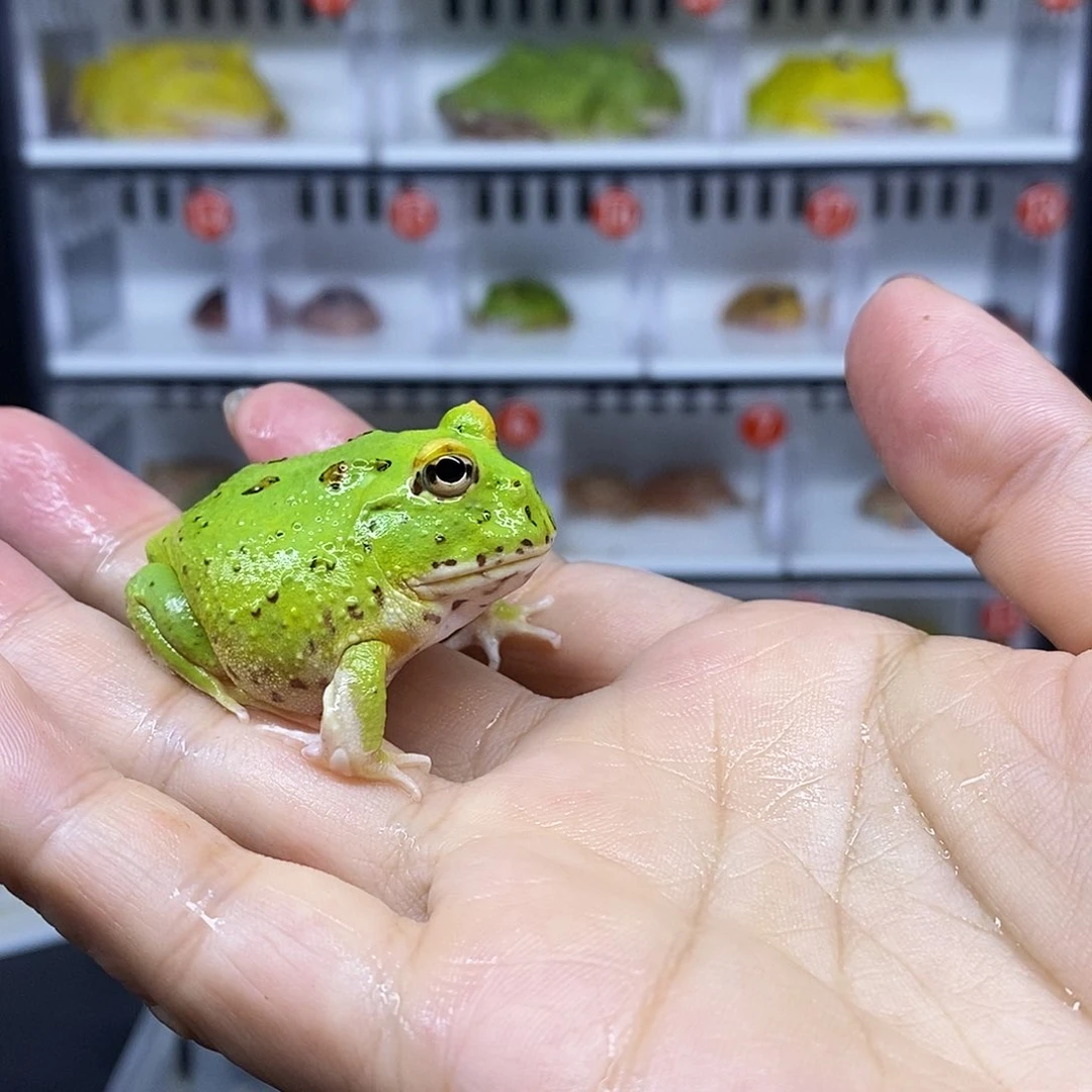 角蛙宇智一只4公分