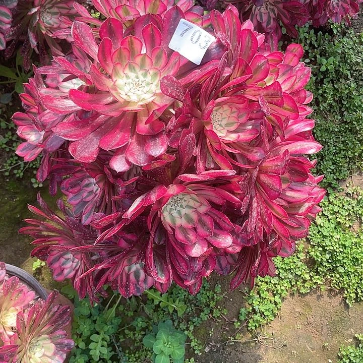 多肉法师多肉法师 703