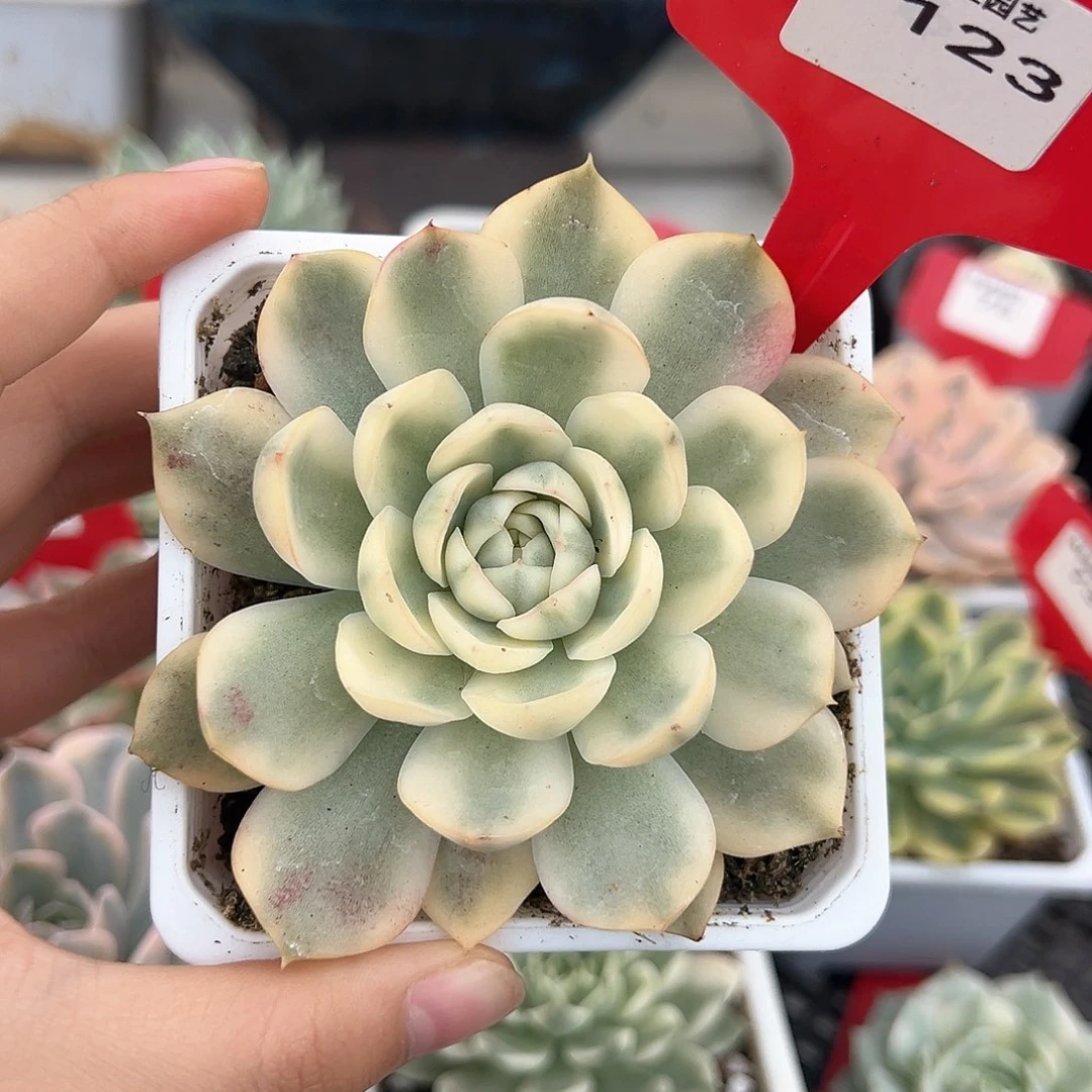 123号韩水晶锦多肉植物