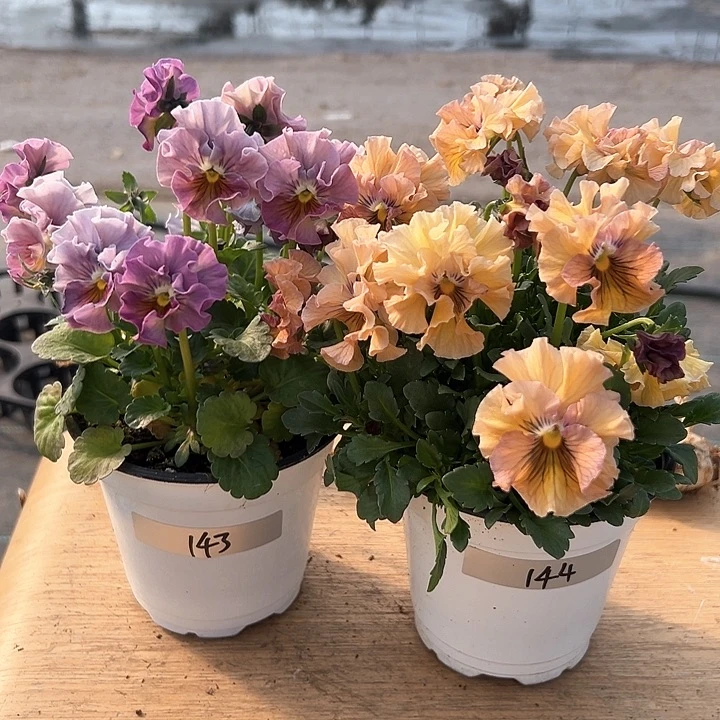 红陶抖音直播闪拍143-144