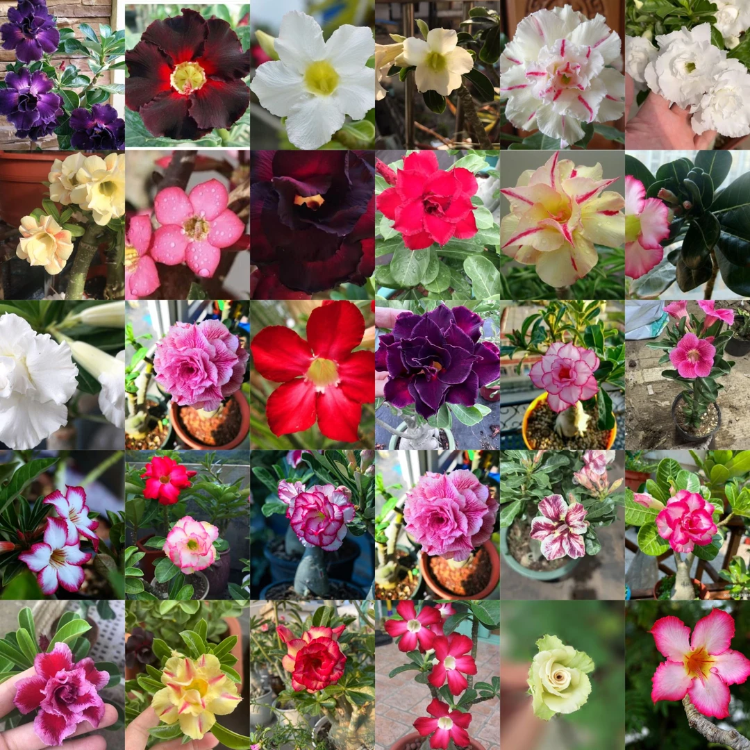 稀有花色沙漠玫瑰【一盆三颗】三色带盆带土老桩好养易活