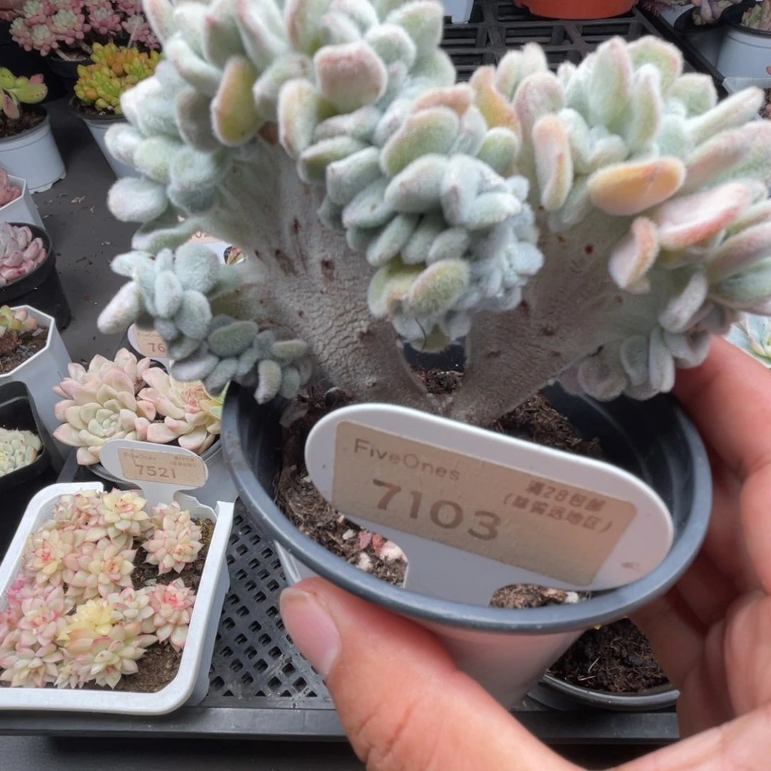 7103雪晃星缀 10.0厘米