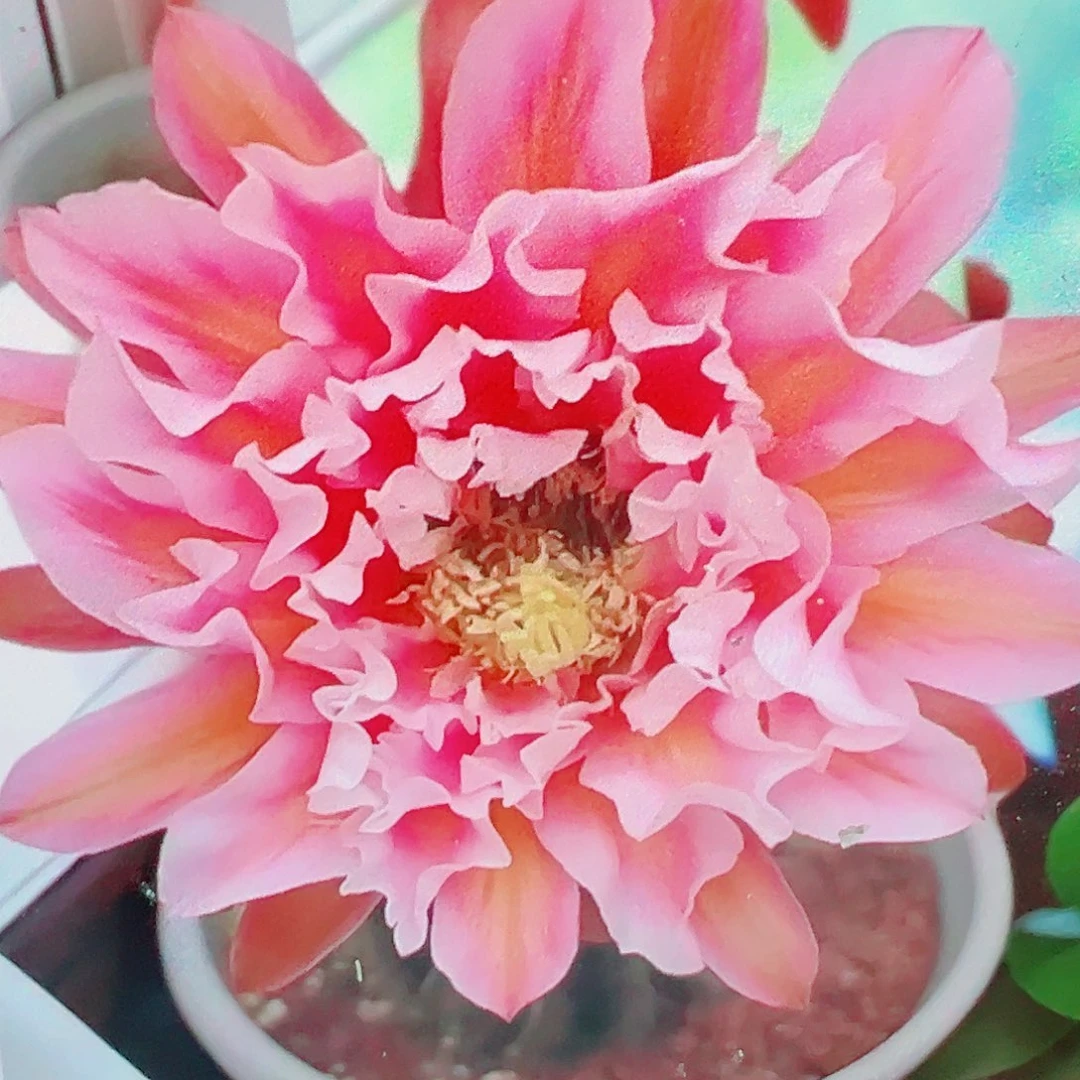 毛花柱 城堡 侧芽 满20包邮