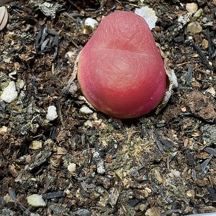 年***来171 多肉植物多肉植物