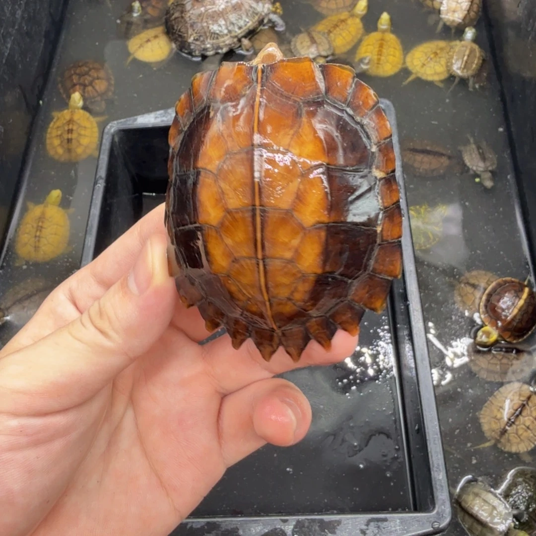 不分公母宠物龟剧缘