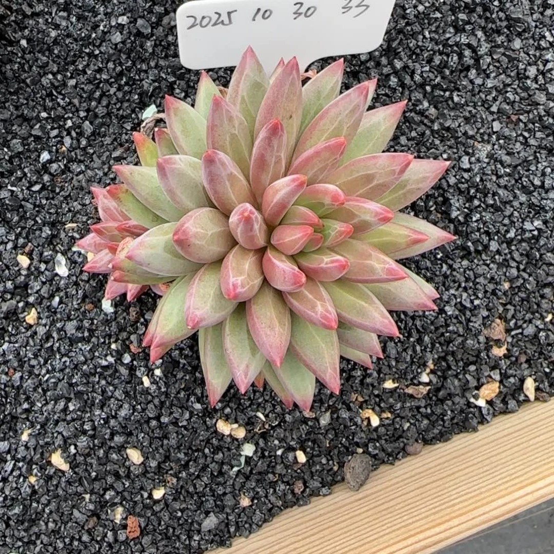 一物一拍彩体虞美人33