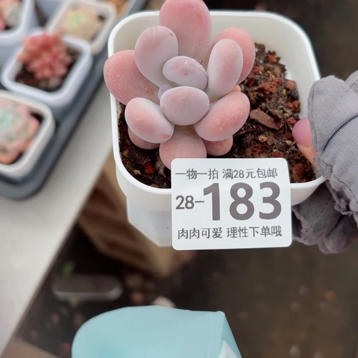 橙奶多肉无盆土发货无盆