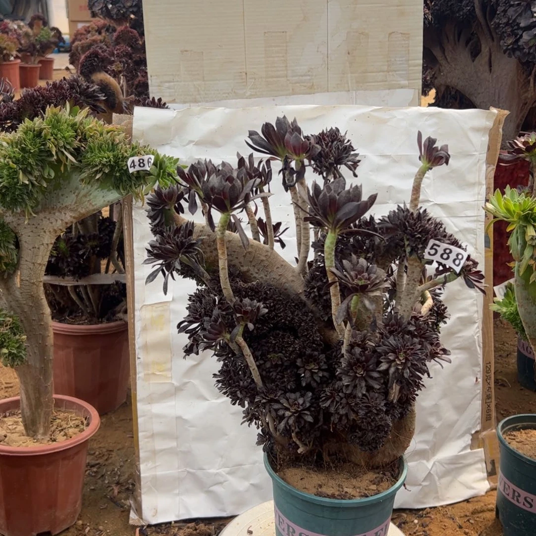 有伤黑缀588高37