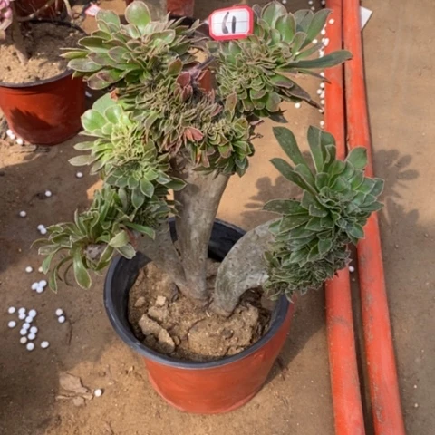 原始绿缀一物一拍