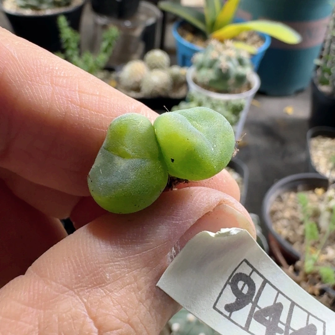944水晶鞋脱土发货