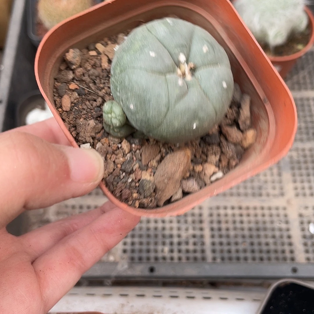 189海鲜（满18元包邮）