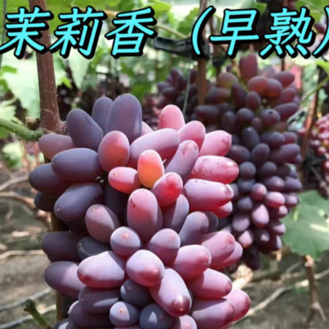 茉莉香（早熟品种）