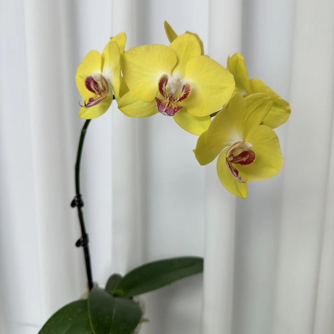 【大黄蜂】蝴蝶兰盆栽室内花卉观花植物四季开花