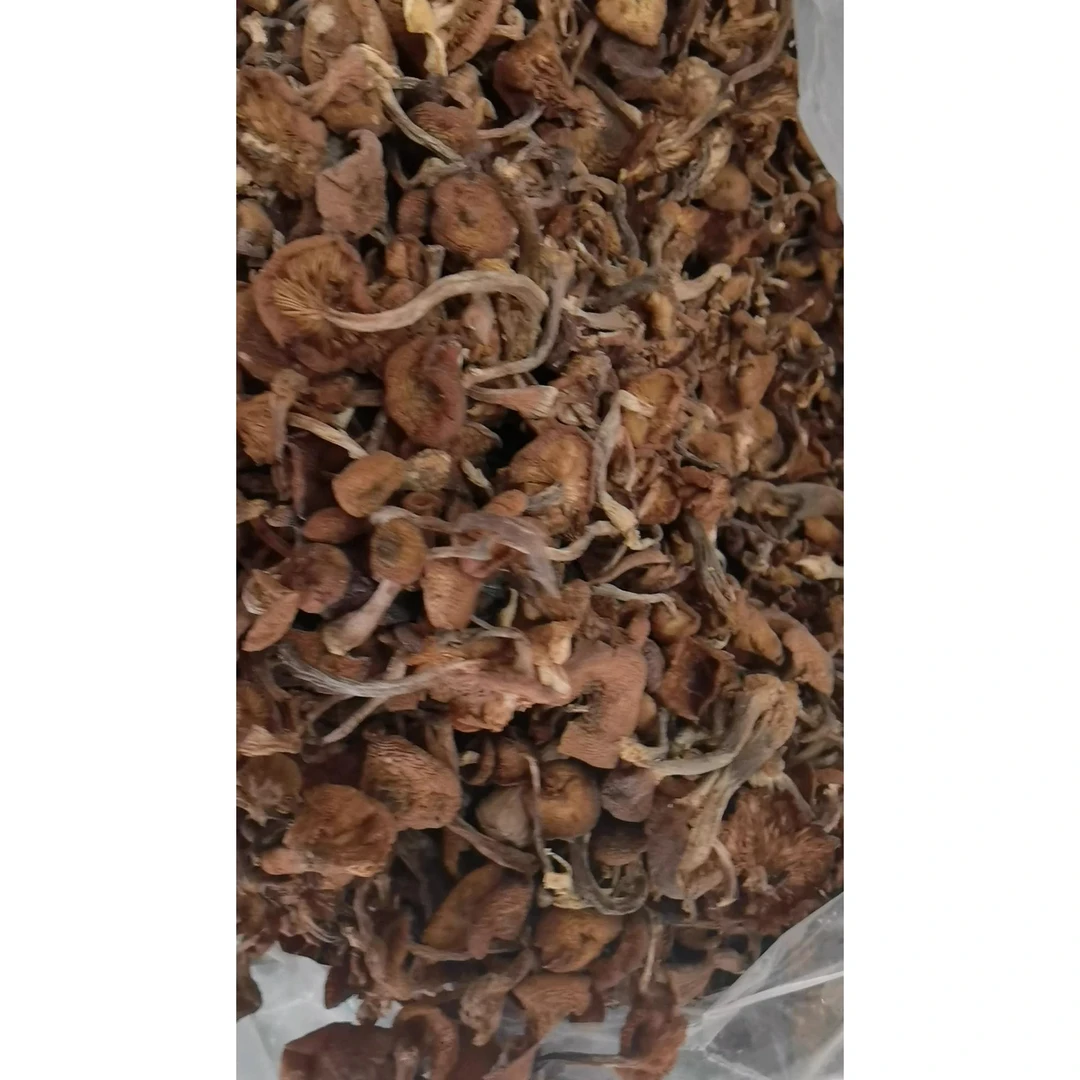 东北野生榛蘑新货头茬无根无沙自然晾晒特产美味