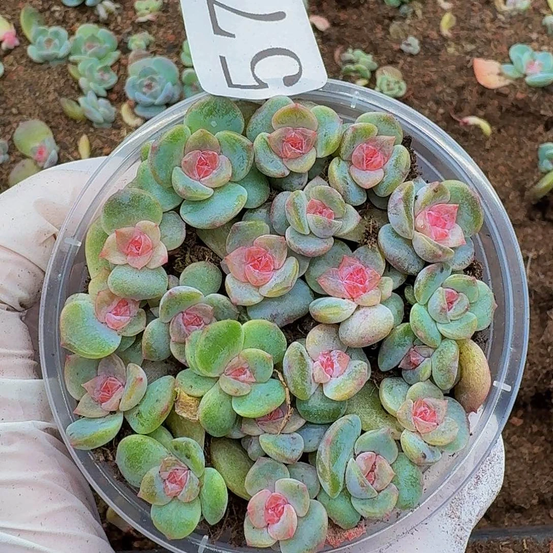多肉植物多肉植物571