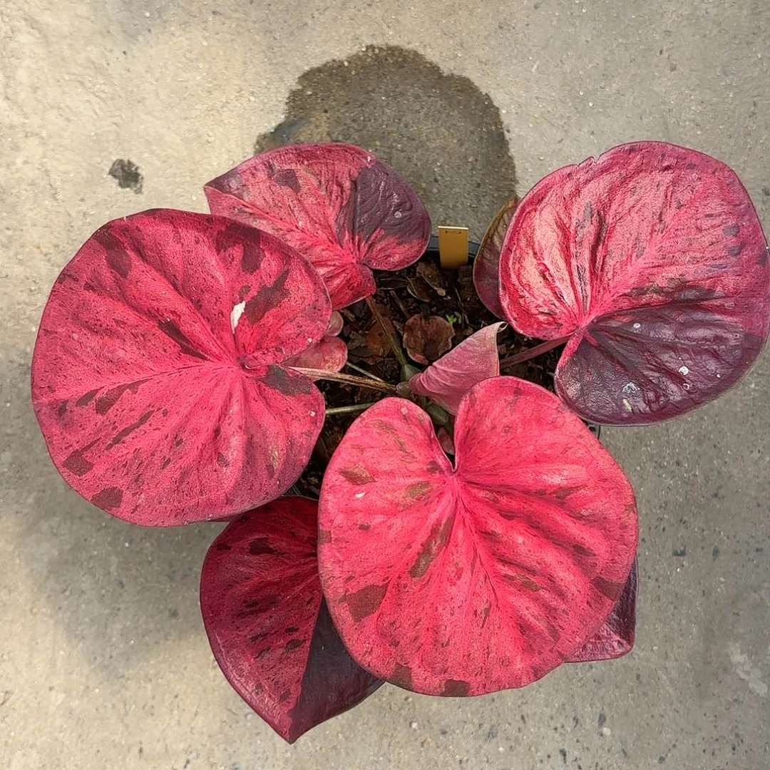 92-0121粉毒彩叶芋泰国发货