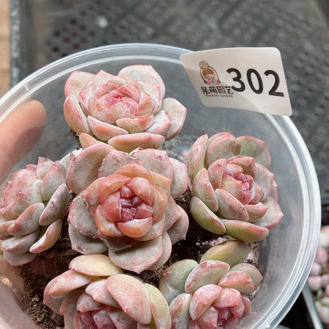 多肉植物多肉植物