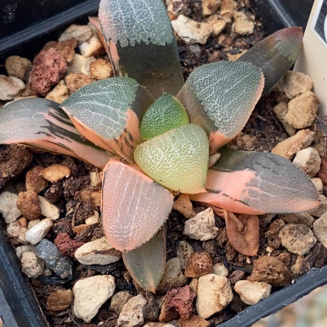 49号大黑天克锦多肉植物